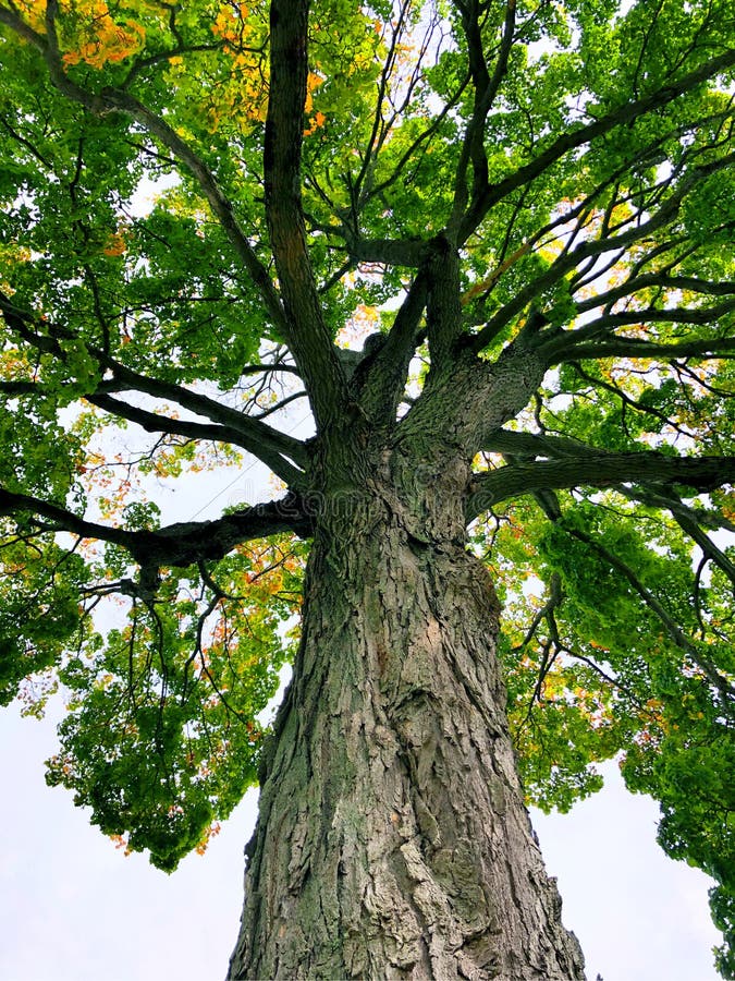 Cercando su il grande zucchero acero un albero dentro Museo è un coloniale rinascita casa un arte Museo impostato sul il grande proprietà,.